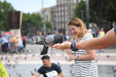 İnsanların güvercinleri beslediği ana meydanı görün