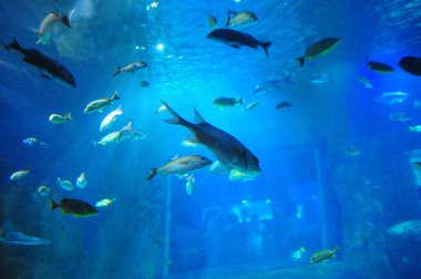 30 Ağustos 2016 'da Orlando Florida' daki güzel Orlando Eye 'daki Cirque du Soleil gösterisi..