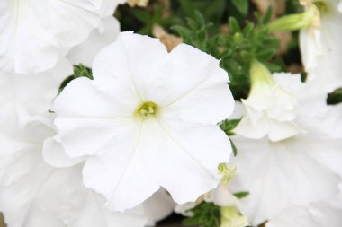 14 Mayıs 2014 'te Fransa' nın Cote D 'azur şehrinde güzel bir havuz evi.