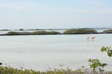 21 Eylül 2016 'da Hollanda' daki Güzel Bonaire. Fotoğraf: Marty Jean-Louis