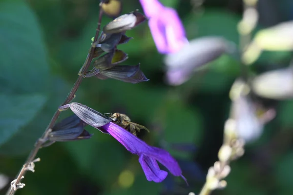 Lew Garden Orlando Florida — Stockfoto