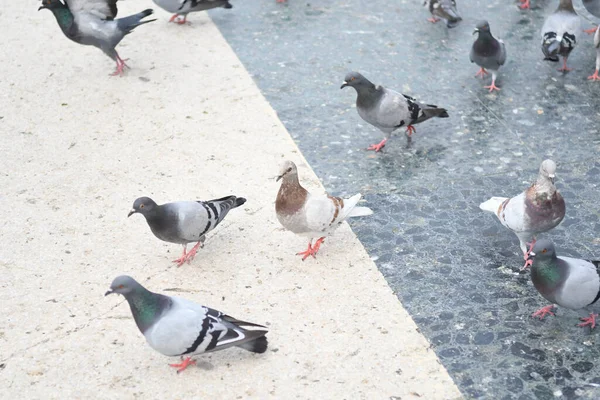 Uitzicht Het Centrale Plein Waar Mensen Duiven Voeren — Stockfoto