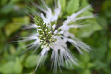 Orlando Florida 'daki Lew Garden. 