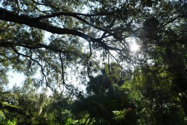 Orlando Florida 'daki Lew Garden. 