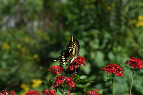 Lew Garden Orlando Florida — стокове фото