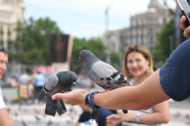 İnsanların güvercinleri beslediği ana meydanı görün