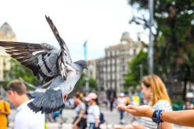 İnsanların güvercinleri beslediği ana meydanı görün
