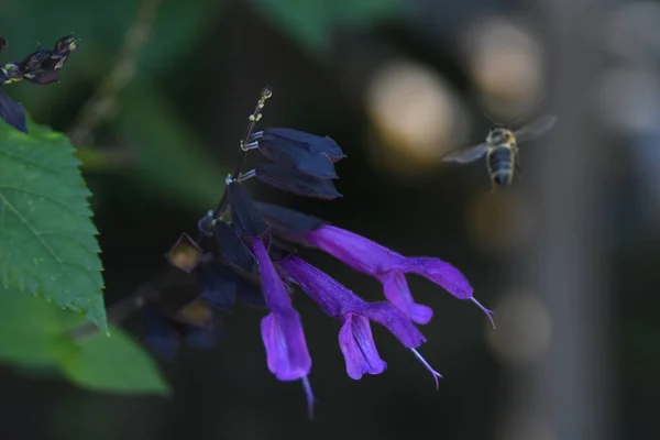 Lew Garden Orlando Florida — Stockfoto