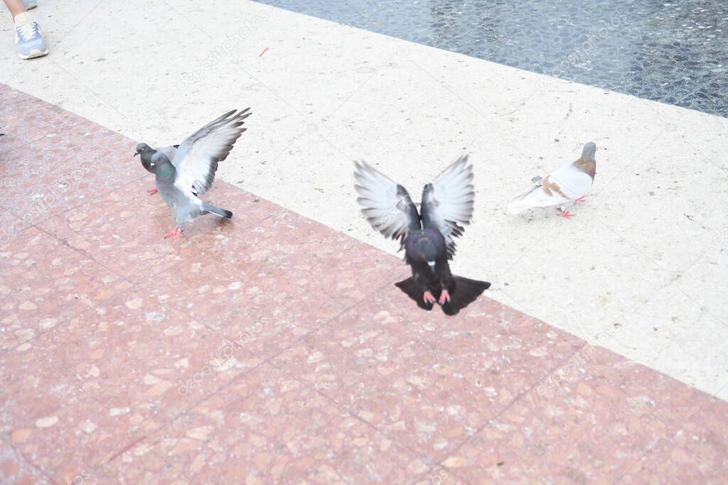 View on the main square where people feeding pigeons