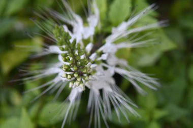 Orlando Florida 'daki Lew Garden. 