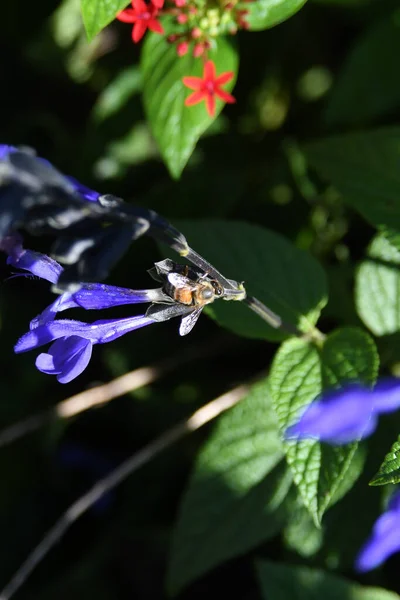 Lew Garden Orlando Florida — Stockfoto