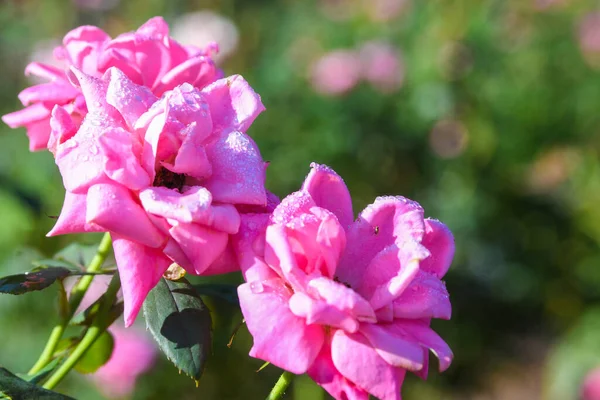 Krásné Květiny Graden Krásném Letním Dni — Stock fotografie