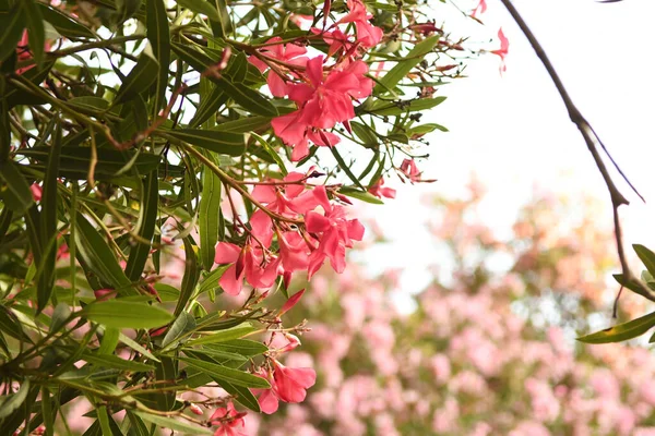 Vista Vicino Bellissimi Fiori Fiore — Foto Stock