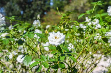 Güzel bir yaz gününde, bir gradende güzel çiçekler 