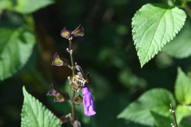 Orlando Florida 'daki Lew Garden. 