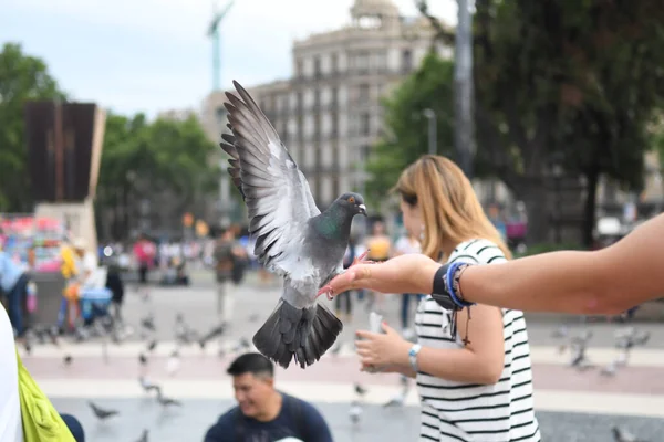 İnsanların güvercinleri beslediği ana meydanı görün
