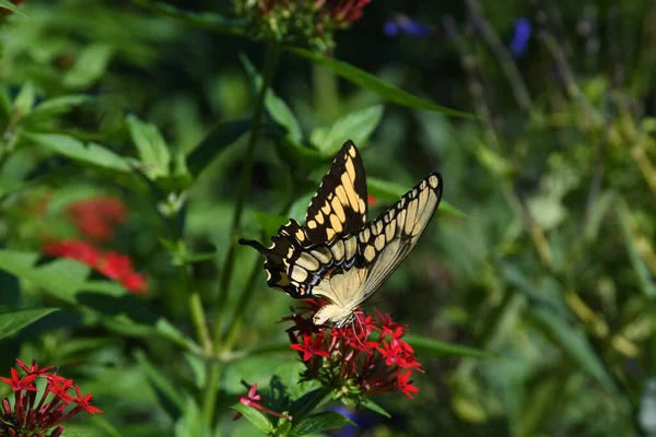 Lew Garden Orlando Florida — Stockfoto