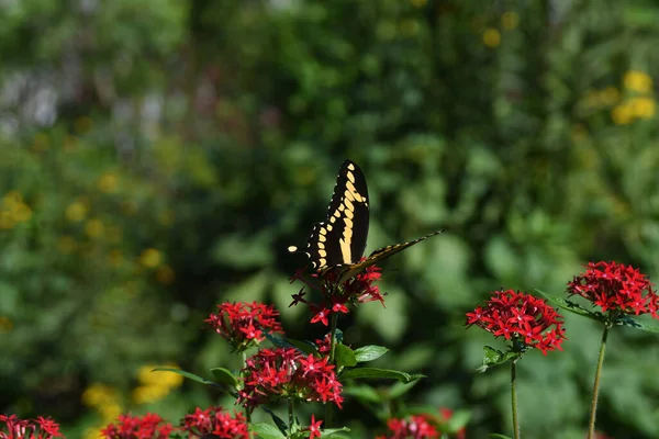 Lew Garden Στο Ορλάντο Φλόριντα — Φωτογραφία Αρχείου