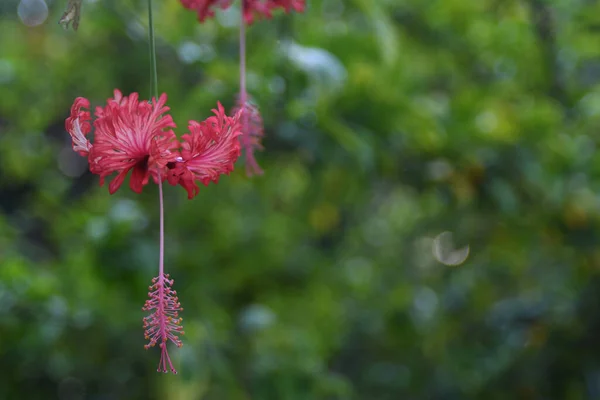 Lew Garden Orlando Florida — Stock Photo, Image