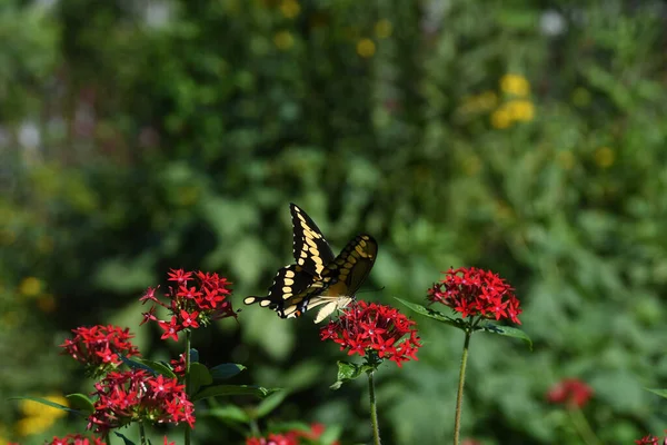 Lew Garden Orlando Florida — Stockfoto