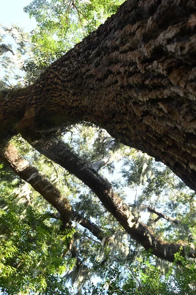 Lew Garden Orlando Florida — Fotografia de Stock