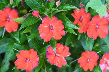 Orlando Florida 'daki Lew Garden. 