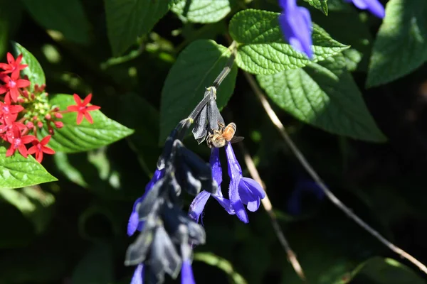 Lew Garden Orlando Floride — Photo