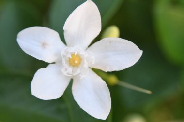 Orlando Florida 'daki Lew Garden. 