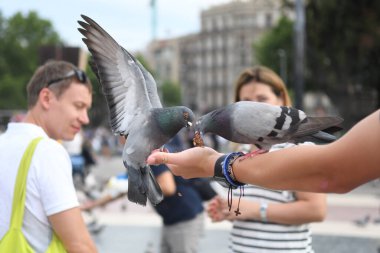 İnsanların güvercinleri beslediği ana meydanı görün