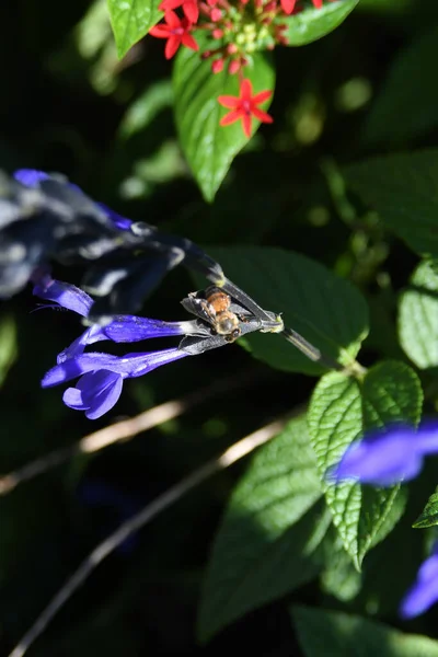 Lew Garden Orlando Florida — Stockfoto