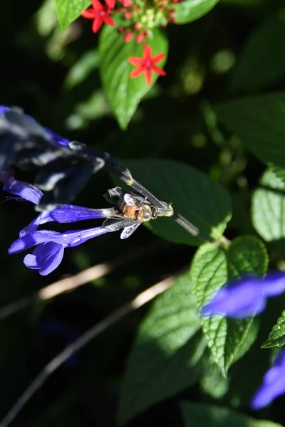 Lew Garden Orlando Florida — Stock Photo, Image