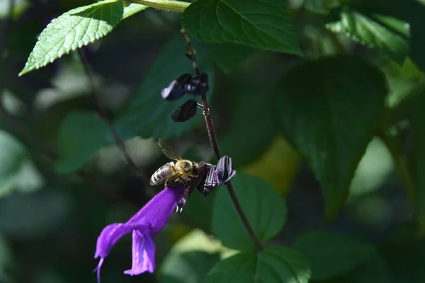 Lew Garden Orlando Floride — Photo