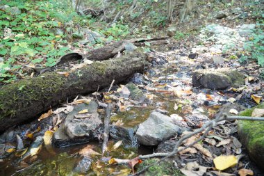 Ormandaki ıslak taşlara bak.