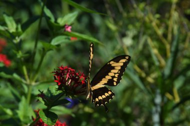Orlando Florida 'daki Lew Garden.
