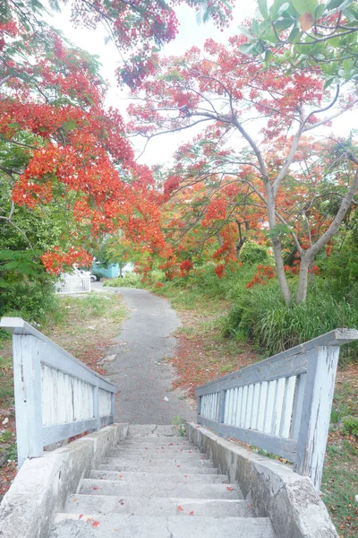 Hermosa Vista Del Sendero Del Parque Con Escaleras — Foto de Stock