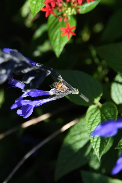 Orlando Florida Daki Lew Garden — Stok fotoğraf