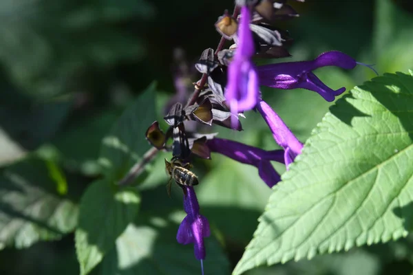 Lew Garden Orlando Florida — Stockfoto