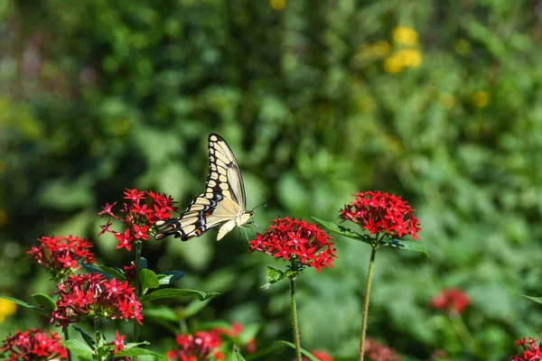 Beau Papillon Est Sur Fleur Rouge Dans Une Belle Journée — Photo