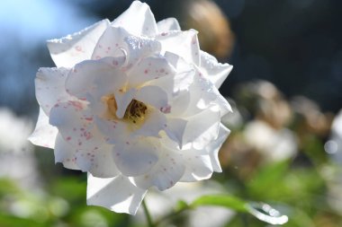 Orlando Florida 'daki Lew Garden. 