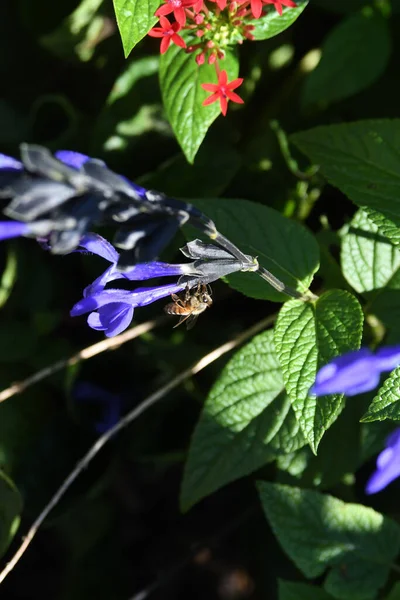 Lew Garden Orlando Florida — Stockfoto