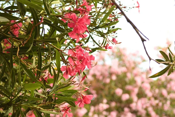 Vista Vicino Bellissimi Fiori Fiore — Foto Stock