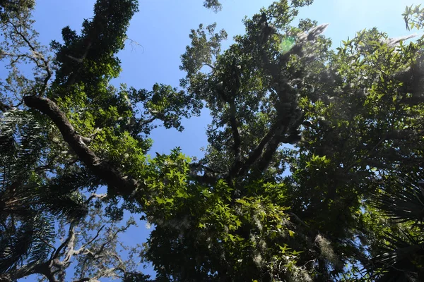 Lew Garden Orlando Florida — Foto de Stock