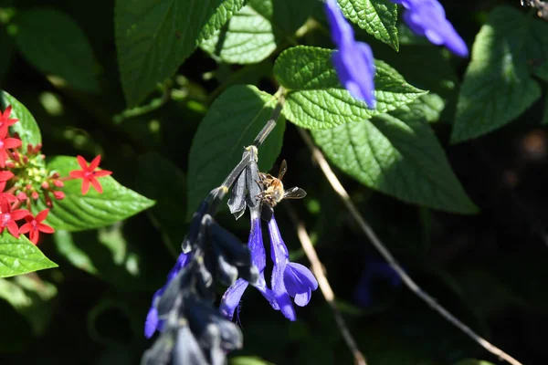 Lew Garden Orlando Floride — Photo