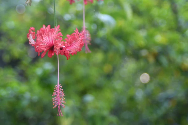 Orlando Florida Daki Lew Garden — Stok fotoğraf