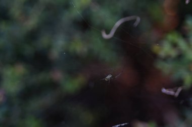 Orlando Florida 'daki Lew Garden