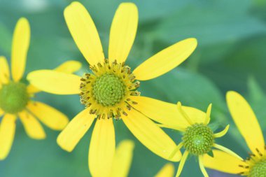 Orlando Florida 'daki Lew Garden. 