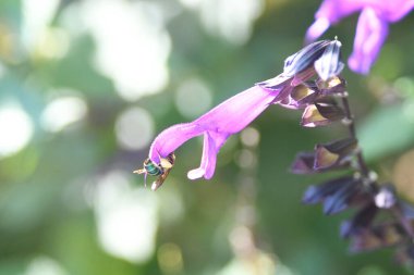 Orlando Florida 'daki Lew Garden. 