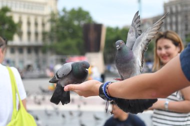 İnsanların güvercinleri beslediği ana meydanı görün