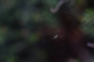 Orlando Florida 'daki Lew Garden