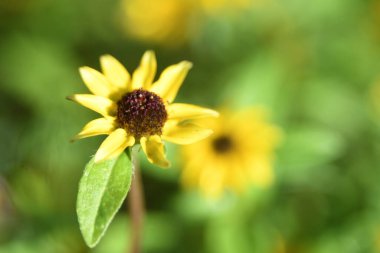 Orlando Florida 'daki Lew Garden